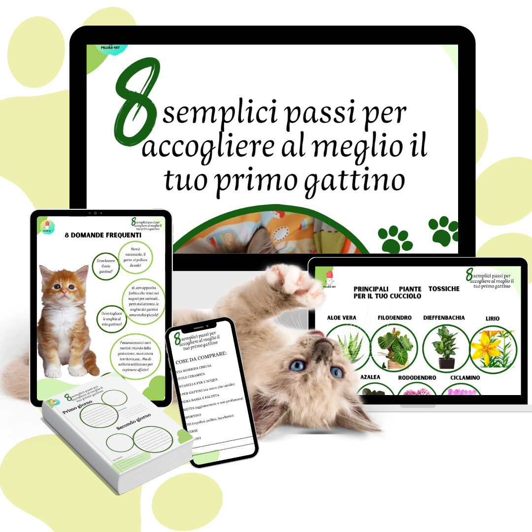 8 semplici passi per accogliere al meglio il tuo primo gattino + 4 bonus